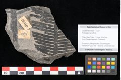 Foto (Objekt + Etikett) von Palissya araunii Endl. (NHMW-GEO-2024-0188-10580)